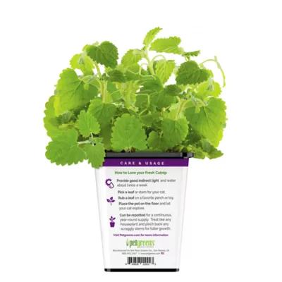 Product Pet Greens Catnip Live Cat Grass