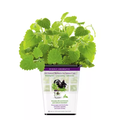 Product Pet Greens Catnip Live Cat Grass