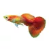 Red Gold Tuxedo Guppy image thumbnail 1