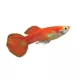 Product Red Gold Tuxedo Guppy