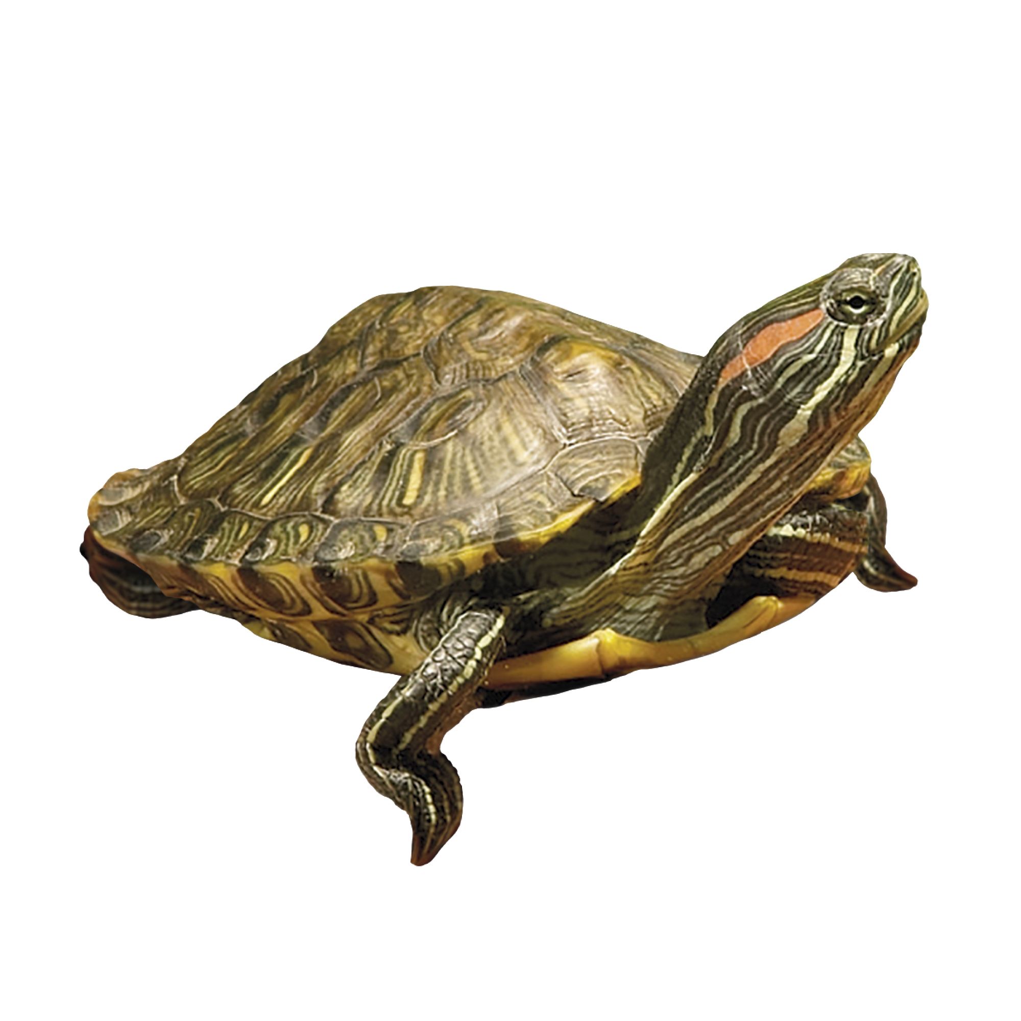 Turtle ID Badge Holder, Baby Turtle ID Badge Holder, Reptile Badge