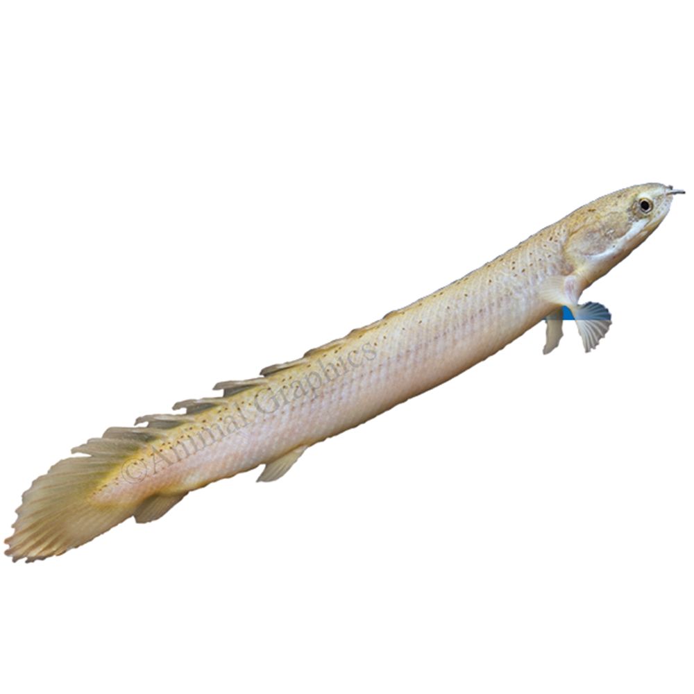 Dinosaur Bichir Fish For Sale | Live Pet Fish | PetSmart