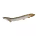 Dinosaur Bichir image thumbnail 1