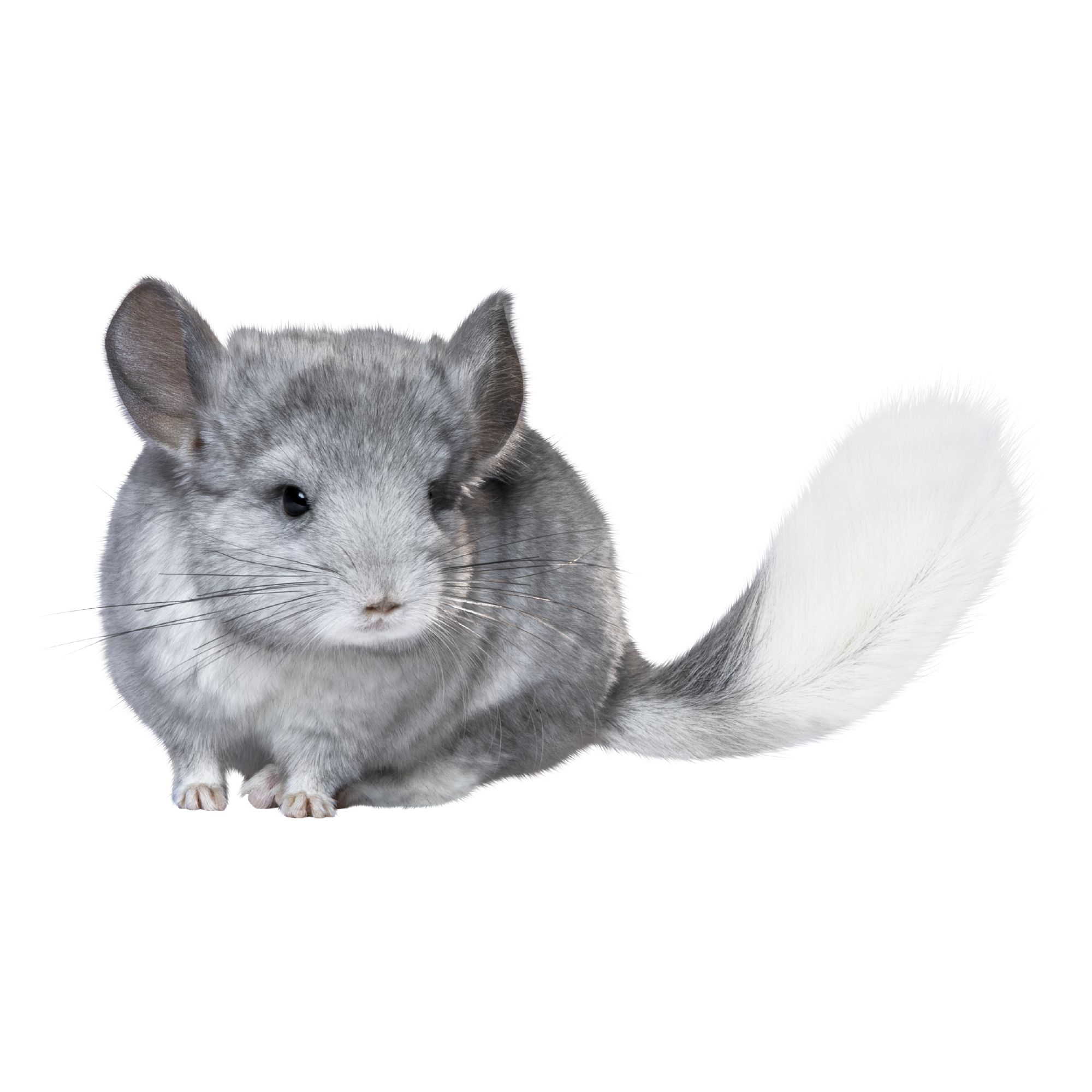 Female Chinchilla For Sale | Live Small 