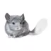 Chinchilla image thumbnail 1