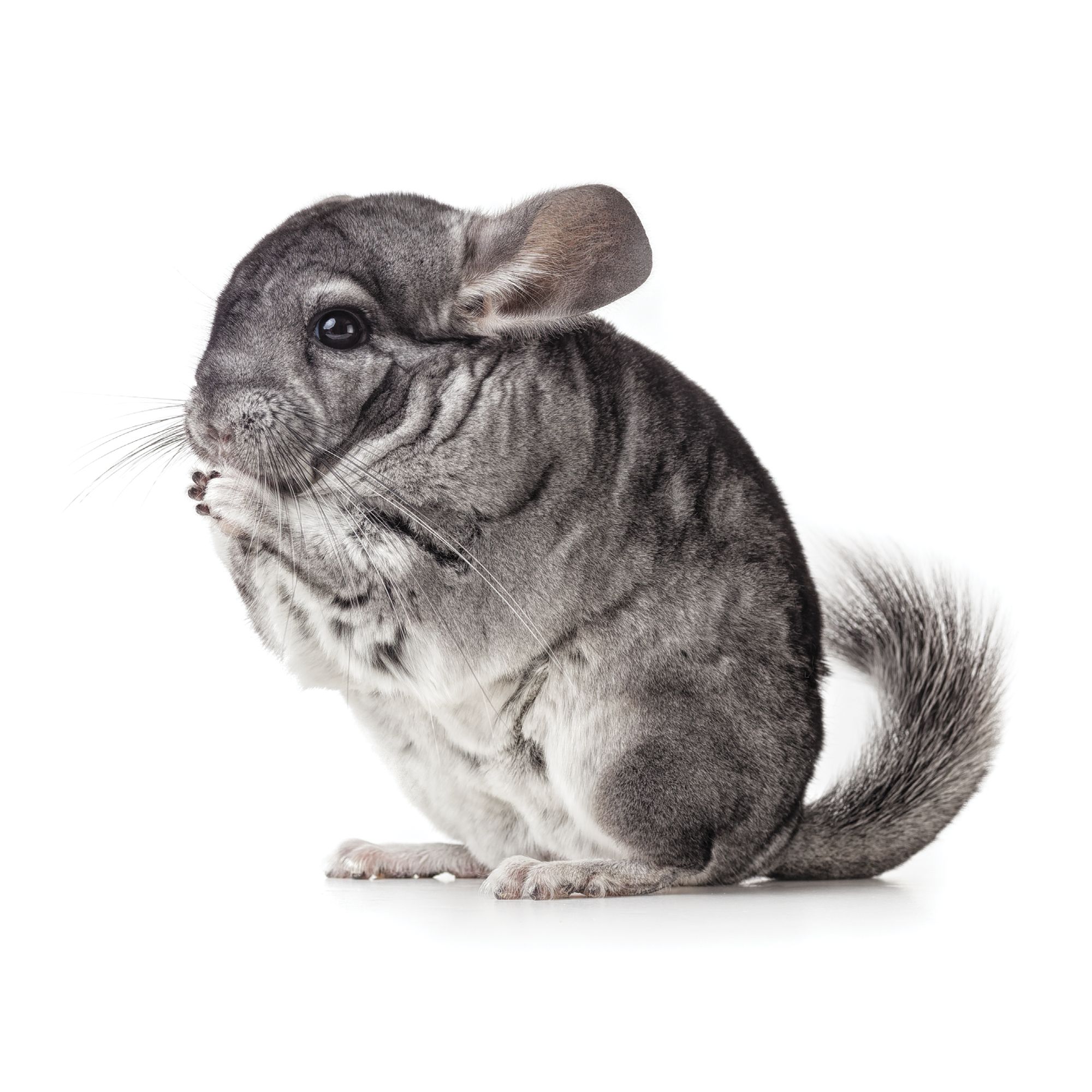 i want a chinchilla