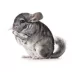 Chinchilla image thumbnail 2