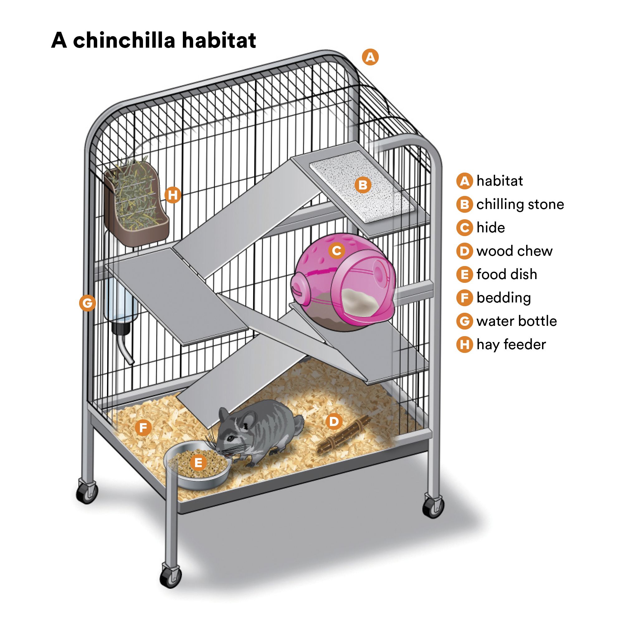 chinchilla cage cost