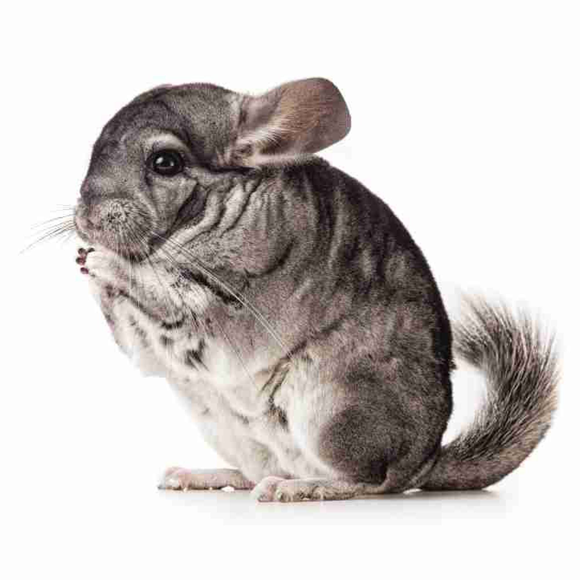 dwarf chinchilla for sale