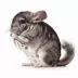 Chinchilla image thumbnail 1