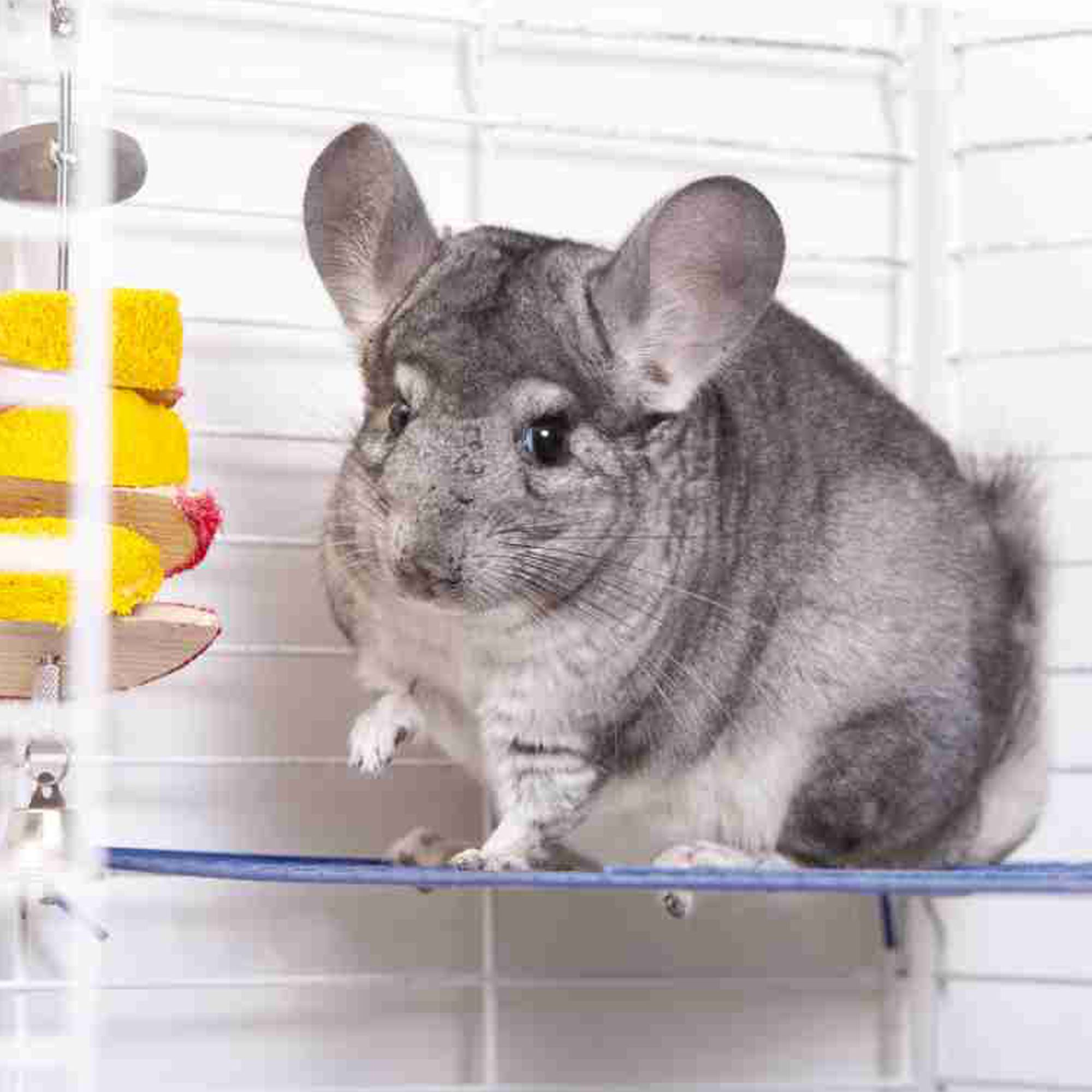 stores that sell chinchillas