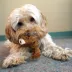 KONG® Teddy Bear Dog Toy - Plush, Squeaker image thumbnail 2