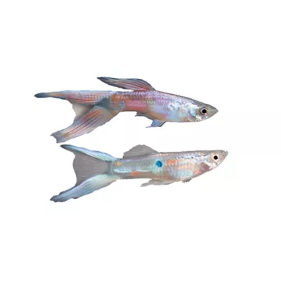 Product Lyretail Delta Guppy