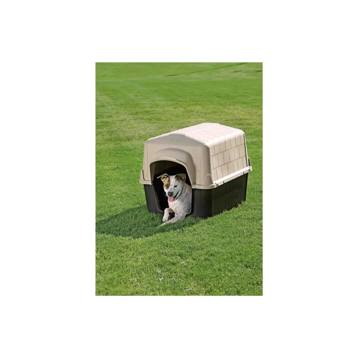 Dog coops best sale