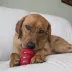 KONG® Easy Treat™ Dog Treat - Liver image thumbnail 7