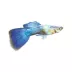 Turquoise Guppy image thumbnail 1