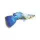 Product Turquoise Guppy