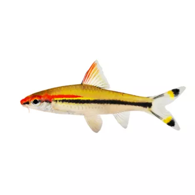 Roseline Shark aka Denison Barbs - Image 1