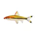Roseline Shark aka Denison Barbs image thumbnail 1
