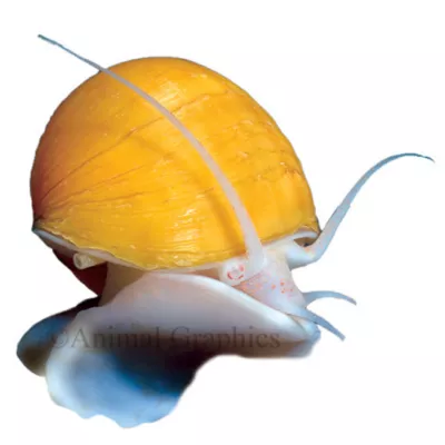 Product Ivory Mystery Snail