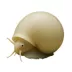 Ivory Mystery Snail image thumbnail 1