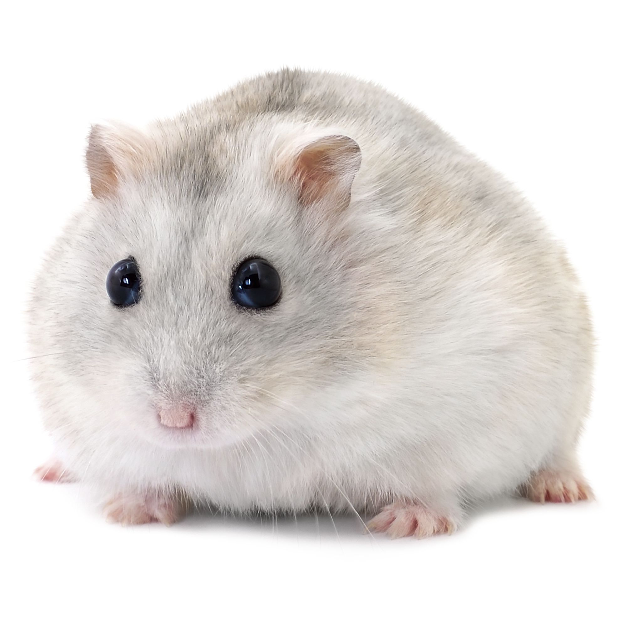 Winter White Dwarf Hamster Lifespan: A Comprehensive Guide