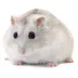 Winter White Hamster image thumbnail 1