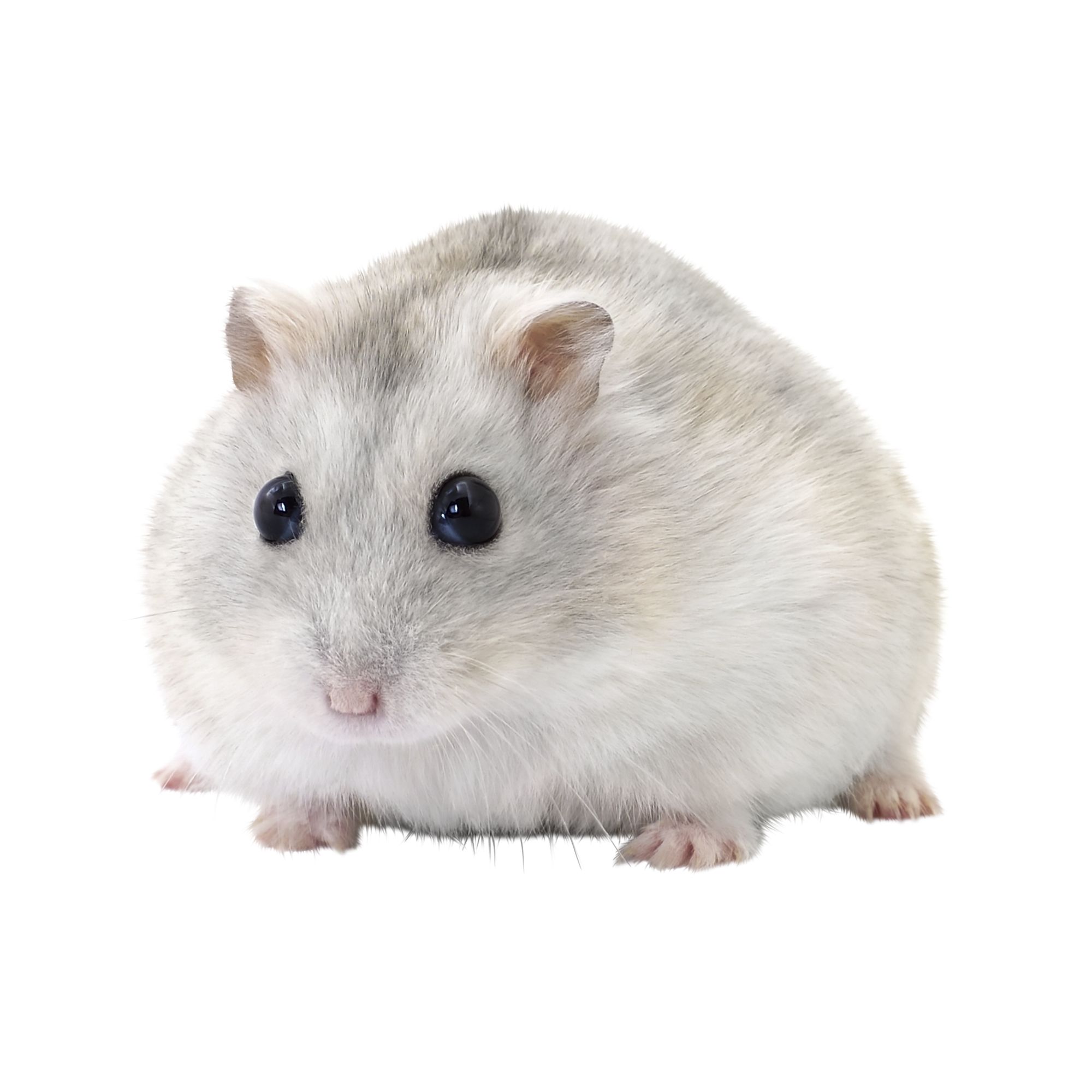Female Winter White Hamster For Sale 
