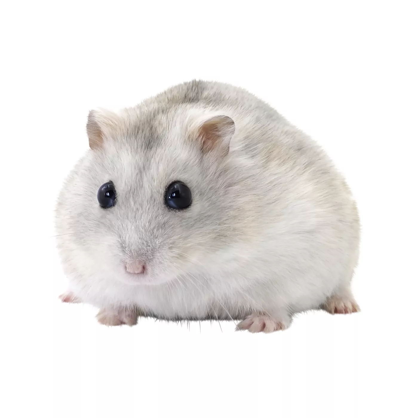 Winter White Hamster