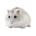 Winter White Hamster image thumbnail 1