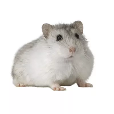 Winter White Hamster