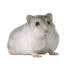 Winter White Hamster image thumbnail 2