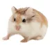 Roborovski Dwarf Hamster image thumbnail 1