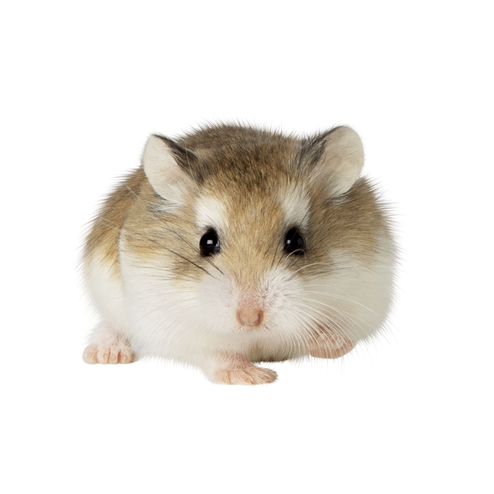 Roborovski Dwarf Hamster: Pet Care Guide, Lifespan, Cost, and