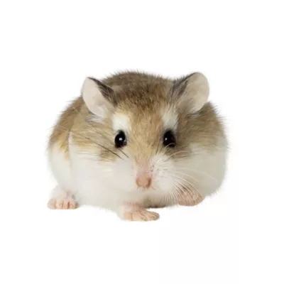 Product Roborovski Dwarf Hamster