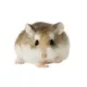 Product Roborovski Dwarf Hamster