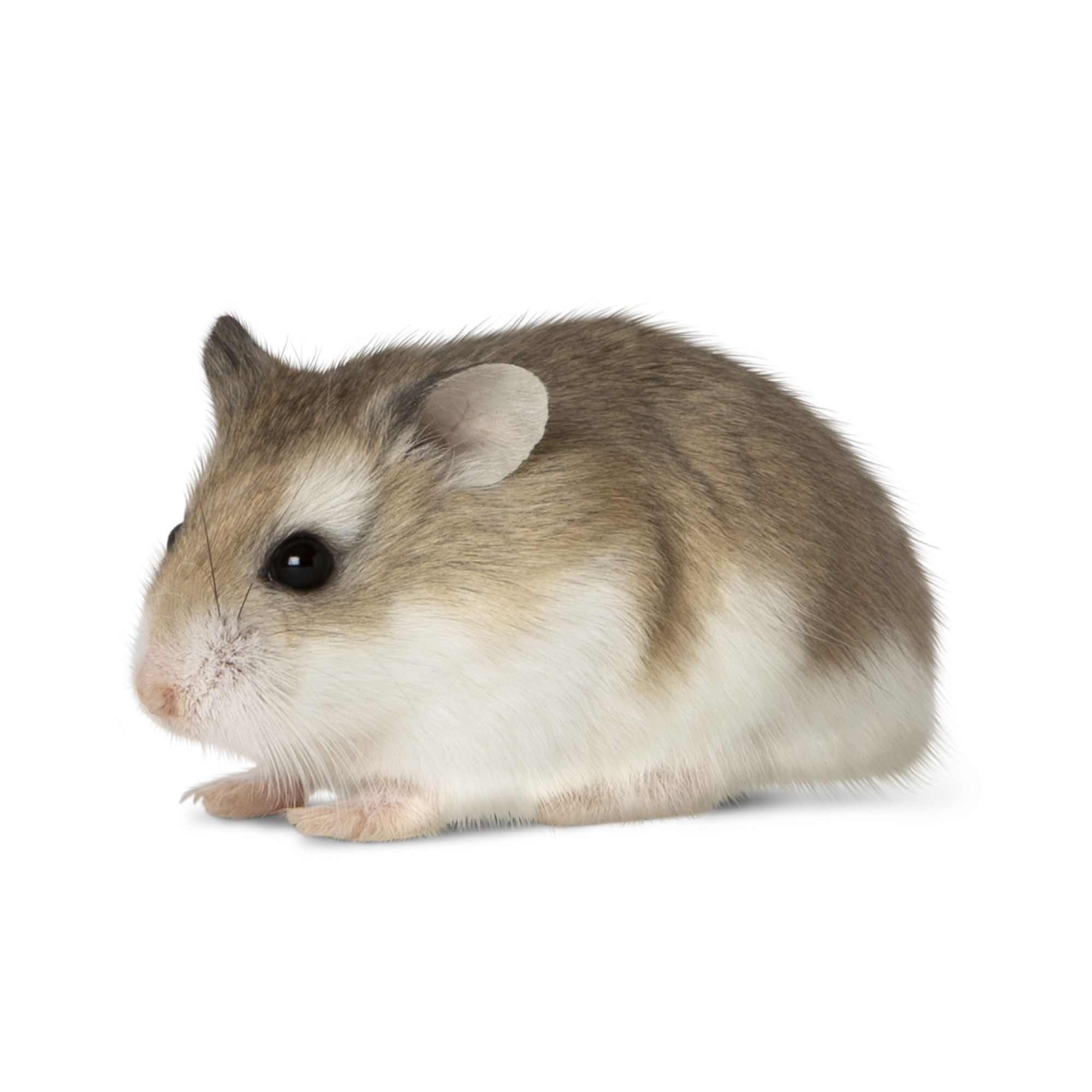 dwarf hamster petsmart