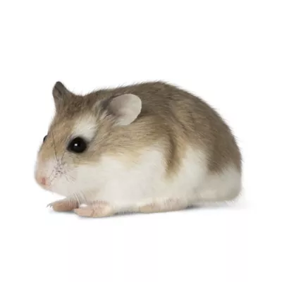 Product Roborovski Dwarf Hamster