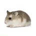 Roborovski Dwarf Hamster image thumbnail 2