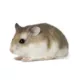 Product Roborovski Dwarf Hamster