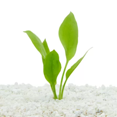 Product Top Fin® Amazon Sword Live Plant