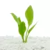 Top Fin® Amazon Sword Live Plant image thumbnail 1