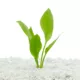 Product Top Fin® Amazon Sword Live Plant