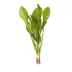 Top Fin® Amazon Sword Live Plant image thumbnail 2