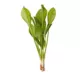 Product Top Fin® Amazon Sword Live Plant