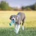 KONG® Puppy Goodie Bone™ Treat Dispensing Puppy Toy(COLOR VARIES) image thumbnail 2