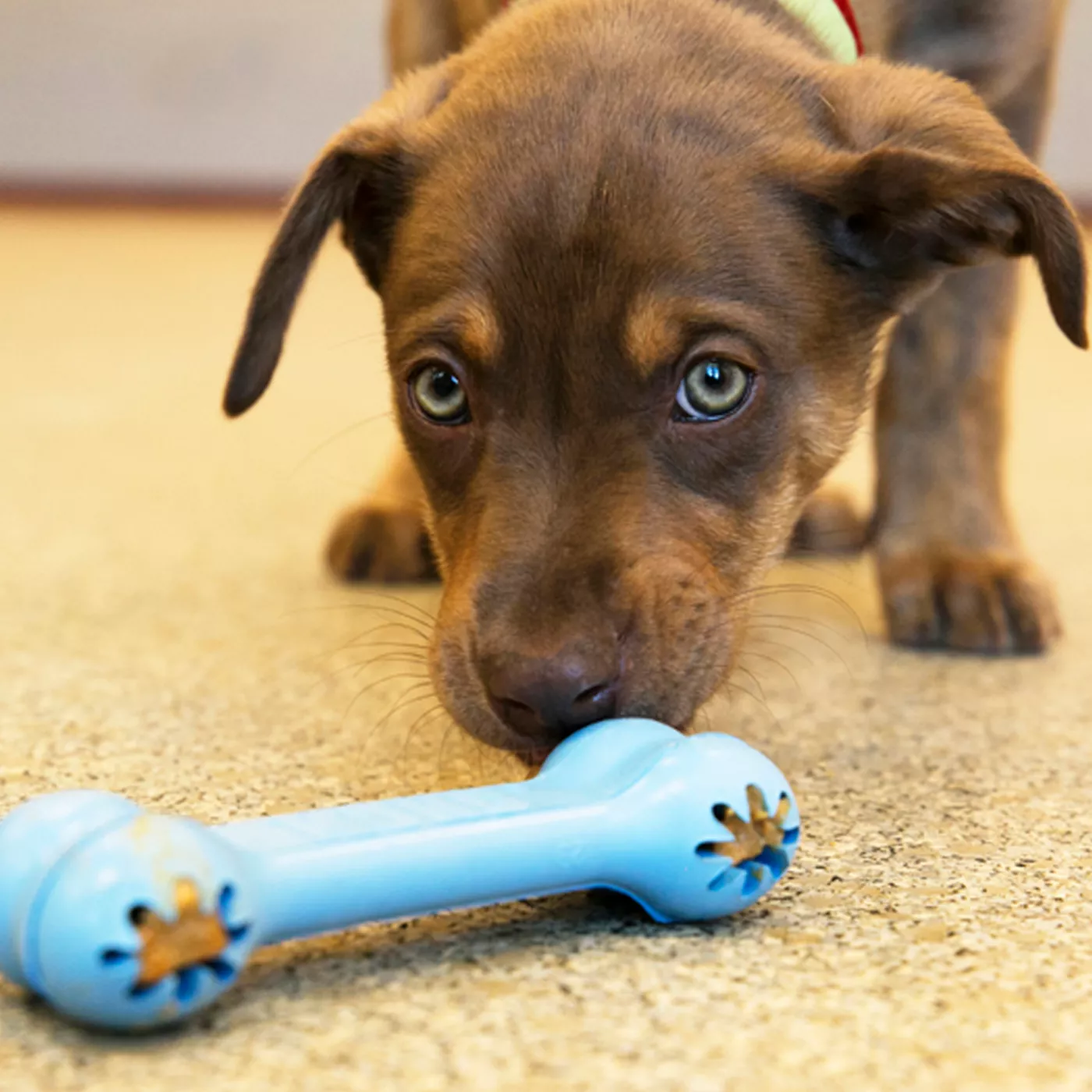 KONG Puppy Goodie Bone Treat Dispensing Puppy Toy COLOR VARIES