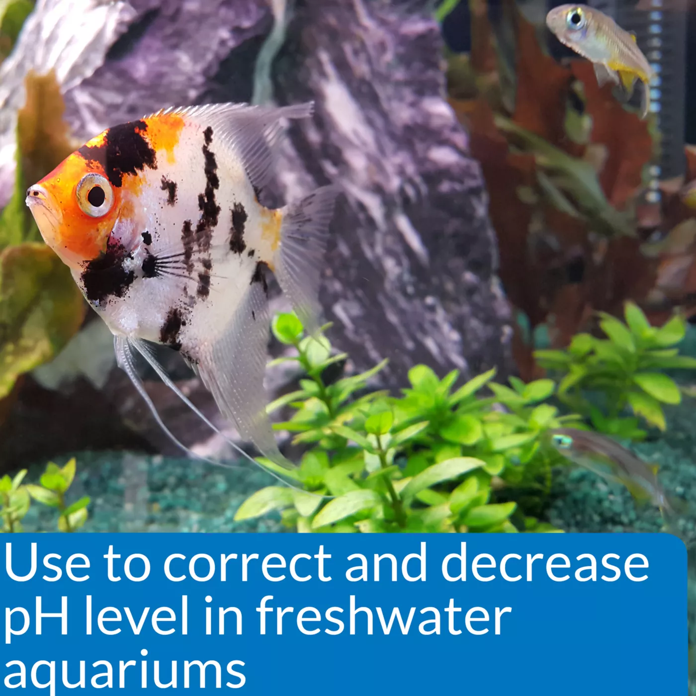 Saltwater Aquarium Beginner Ph Adjusters Reference: Api Ph Down Adjuster Aquarium Water Conditioner