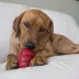 KONG® Snacks™ Peanut Butter Dog Treat image thumbnail 2