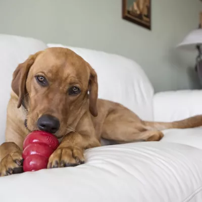 Product KONG® Snacks™ Peanut Butter Dog Treat